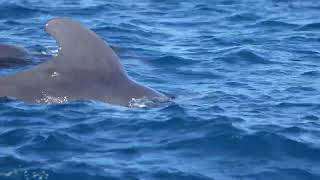 Short finned Pilot Whale  C0741 [upl. by Amis]