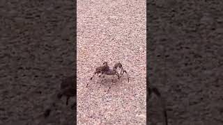 SCARY Spider Walking On Sidewalk🕷️ [upl. by Etteiluj72]