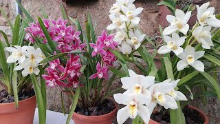 ¿Empezamos a Cuidar Cymbidium desde cero [upl. by Enilamme]