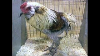 Rumpless Bantams National Poultry Show UK 2014 [upl. by Anrehs]