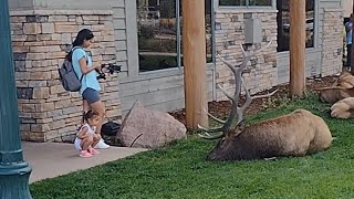 Dont Do What These TOURISTS Do When Around Bull Elk [upl. by Azzil]