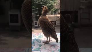 Teetar ki awaaz  Gray partridge voice  teetar ki boli teetarsound teeter partridgevoice [upl. by Greenland]