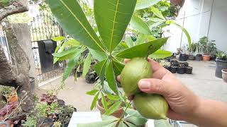 Why is it Called Money Tree Malabar Chestnut Pachira Aquatica with Care and Propagation Tips [upl. by Savihc]