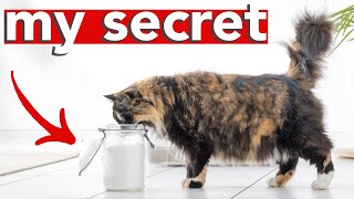 HOW TO HAVE A SMELL FREE LITTER BOX » sharing my secret to a stinkfree home with multiple cats [upl. by Eelyme]