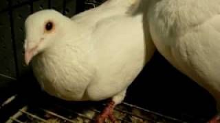 White Racers Pigeon  WWWDonsPigeonsCom [upl. by Surazal]