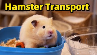 Is it Safe Transporting a Hamster [upl. by Yeruoc419]