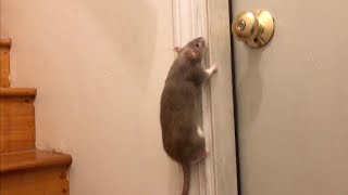 The Most RANDOM Rat Compilation Im so sorry [upl. by Jayson]