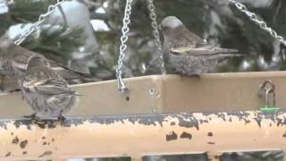 RosyFinches at Sandia Crest NM [upl. by Yasmin504]