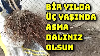 İlk Yılında Meyve Verdiren 10 Metre Asma Dalını Kolayca Köklendiren Yöntem [upl. by Kamat27]