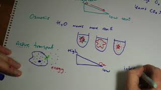 AQA GCSE Biology B1 summary Cells Part 2 [upl. by Adnilec531]