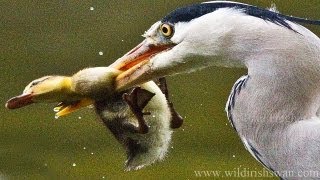 Duckling cant escape being noticed and eaten by hunting heron [upl. by Craner]