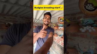 Budgies breeding start🥳 petlover minivlog budgiesfam pigeon kabutar kabootar birds [upl. by Kciregor]