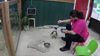 Debbie Doolittles  Joey the penguin having lunch [upl. by Eibob222]