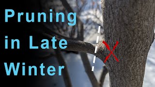 Pruning Trees in Late Winter  The Serviceberry [upl. by Vacuva]