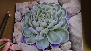 drawing a desert plant with watercolor pencils [upl. by Ielirol]