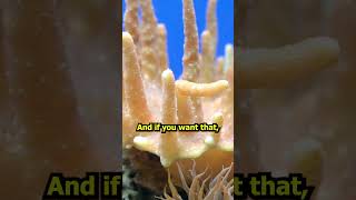 How To Make Corals GROW [upl. by Trebmal]