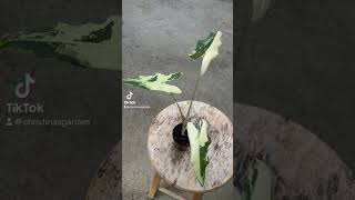 Alocasia Sariana variegated aroids plants aroidplant alocasia aroidcollector alocasiaplant [upl. by Epilif]