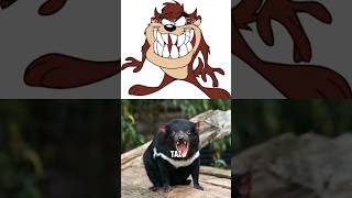 Tasmanian Devil TAZ Facts That May Surprise You [upl. by Ariamat579]