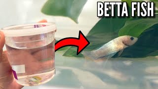 BETTA FISH RESCUED From PET STORE UPDATE [upl. by Salba270]