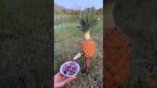 Survival Skills SIMPLE and USEFUL with soap and Pineapplecamping bushcraft outdoors [upl. by Enitsirhk]