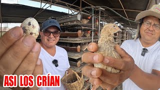 🥚 ASÍ SE PRODUCEN LOS HUEVOS DE CODORNIZ  ¿Los comerías después de ver este video  Dilo Nomás [upl. by Posehn548]