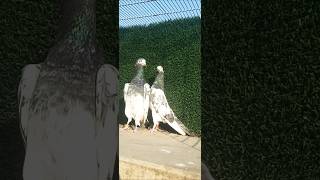 oman teddy kabootar pigeon bird kabutar teddykabotar birdspecies pigeonbird [upl. by Zolner875]