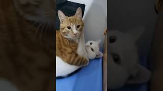 Funny catCoffin dance song cover part 390 feedshorts cat funny tranding funnycats [upl. by Hymie]