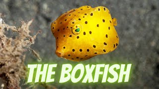 The Boxfish the surprisefilled safe of marine life [upl. by Anorahs]