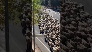 TRASHUMANCIA 🐑🐑🐑 [upl. by Gayelord]