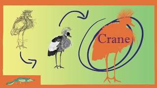 Alphabetical Animals  Cranes [upl. by Hildagard483]