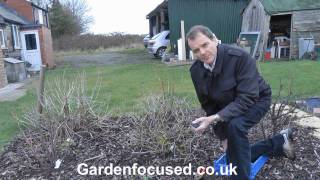 How to Prune Gooseberry Bushes [upl. by Ahsinar]