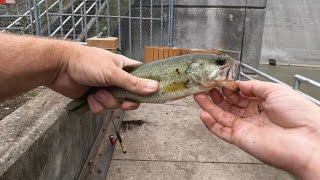 Dam fishing with minnows [upl. by Narda929]