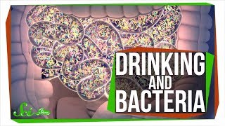 Does Drinking Alcohol Kill Your Gut Bacteria [upl. by Tat537]