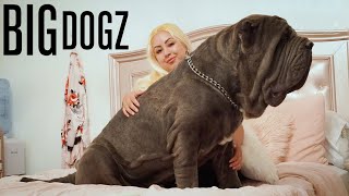 Ambush The 180lbs Neapolitan Mastiff  BIG DOGZ [upl. by Sankey]