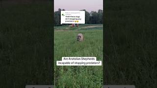 anatolianshepherddog livestockguardiandog workingdog anadoluaslanı [upl. by Entruoc]