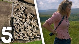 Rounding Up The Unsheared Sheep  Our Yorkshire Farm  Channel 5 [upl. by Eblehs]