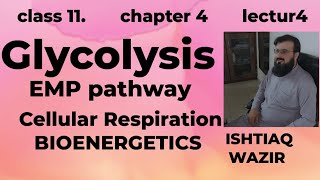 Glycolysis ll Cellular Respiration ll EMP ll BioEnergetics [upl. by Casandra]