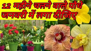 12 महीने चलने वाले पौधे plants to grow in January [upl. by Bearnard]