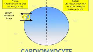 Where Does That Ion Go A Video of the Cardiomyocyte Action Potential Part 1 [upl. by Donalt]