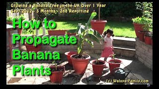 How to Grow Split and Propagate Banana Plants in the UK  Over 1 Year [upl. by Linneman]