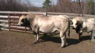 PIEDMONTESE BULLS 2 TONS OF BEEF [upl. by Asseralc]