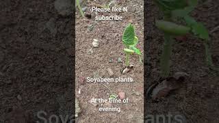 shortseed germinationorganic plantationsoyabeen plantsbhendi plantsyoutube shortsgardening [upl. by Adria]