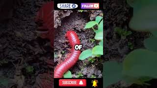 The Glowing Millipede Part 1 tories facts luxuryresortsintheworld [upl. by Samara]