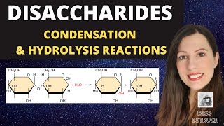 Alevel Biology DISACCHARIDES condensation reactions to create maltose sucrose and lactose [upl. by Idrahs]