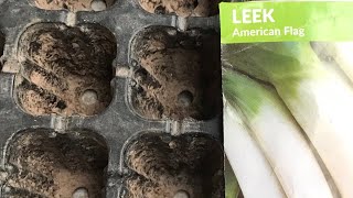 Leek seedling Rooftopandterracekitchengarden leeksgreenonion vegetablesplantsvideo [upl. by Baskett510]