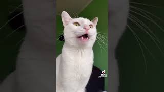 Gato cantando opera [upl. by Carli]