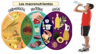 nutricion heterotrofa [upl. by Onitnatsnoc841]