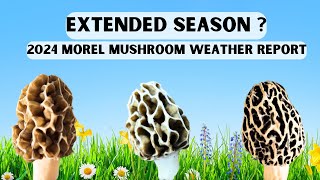 2024 Morel Mushroom Weather Report  Morel Hunt Early This Season [upl. by Mchail219]