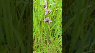 Flowers of our fields in south Norfolk  Bee Orchid [upl. by Philine29]