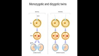 Introduction to Twinning Embryology Monozygotic Uniovular Dizygotic Biovular twins [upl. by Remmer]